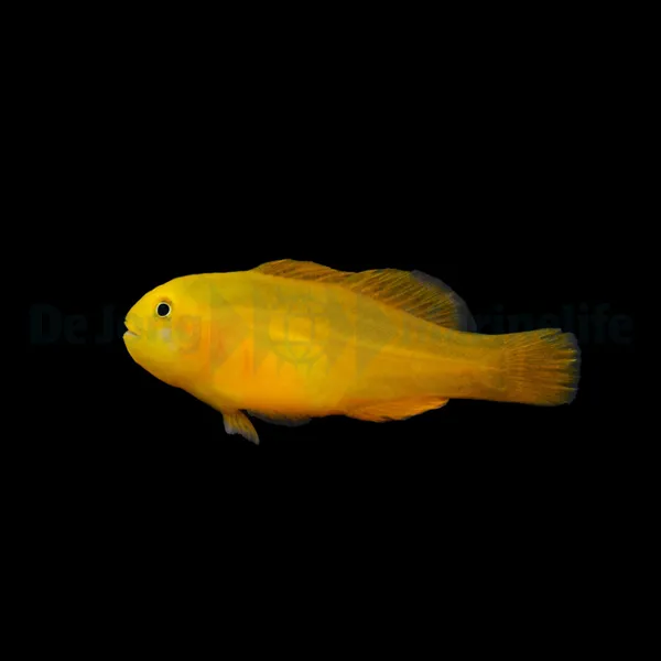 Gobiodon okinawae - T.B. | All sizes