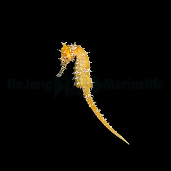 Hippocampus barbouri - T.B. | S