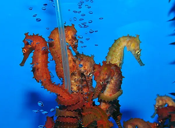 Hippocampus barbouri (Orange) - T.B. | All sizes