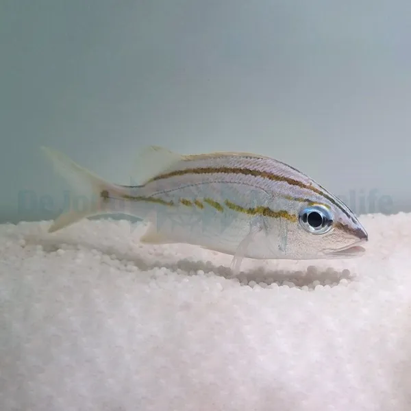 Haemulon flavolineatum - T.B | S