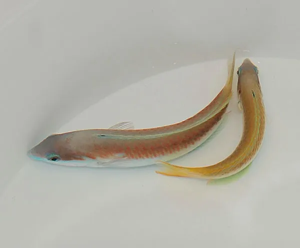 Thalassoma genivittatum | M