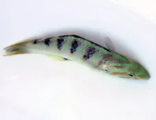 Thalassoma hardwicke | L