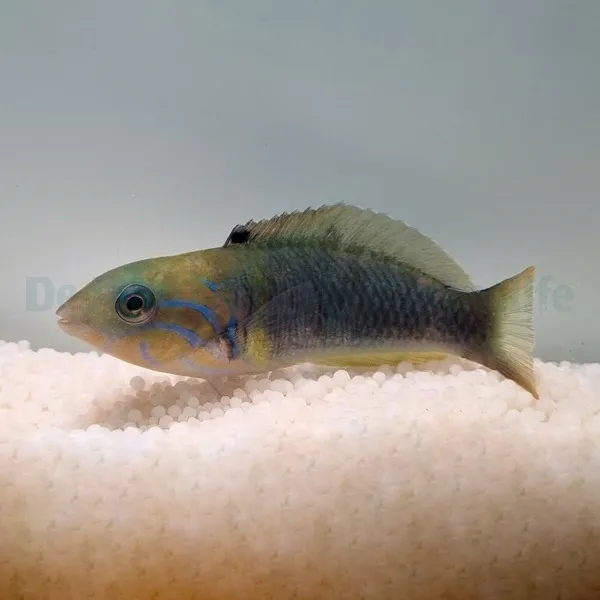 Thalassoma hebraicum | M