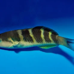 Thalassoma jansenii | M