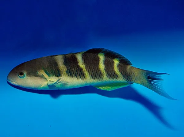 Thalassoma jansenii | L