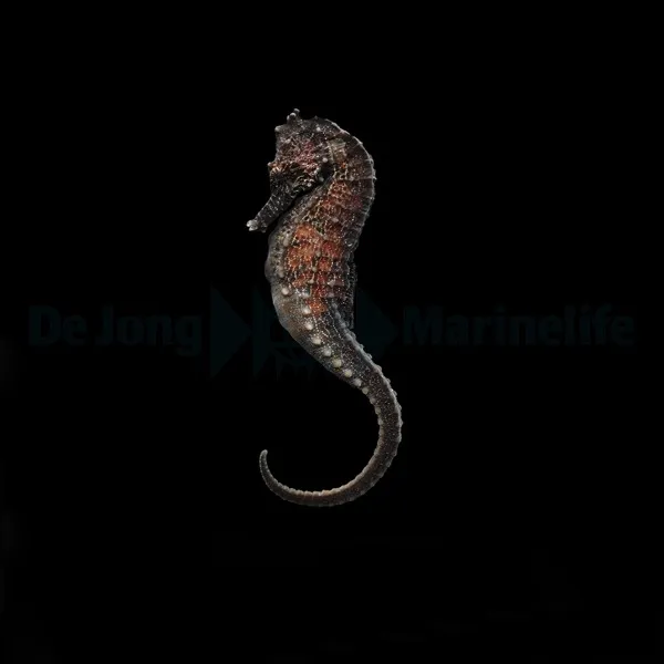 Hippocampus kuda - T.B. | S