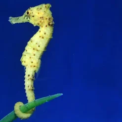 Hippocampus kuda (Yellow) - T.B. | All sizes