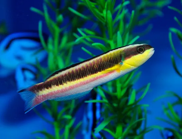 Thalassoma lucasanum (female) | M/L