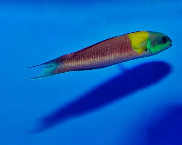 Thalassoma lucasanum (male) | All sizes