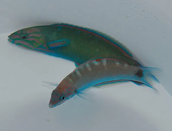 Thalassoma lunare | L