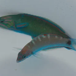 Thalassoma lunare | XL
