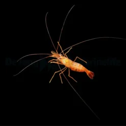 Lysmata wurdemanni - T.B. | All sizes