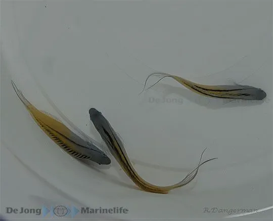 Meiacanthus nigrolineatus - T.B. | All sizes