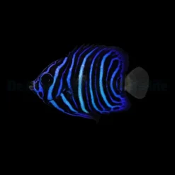 Pomacanthus asfur - T.B. | All sizes