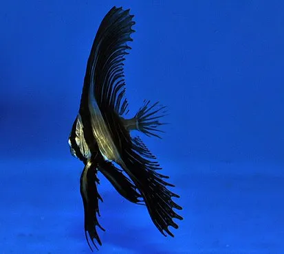 Platax batavianus - T.B. | L