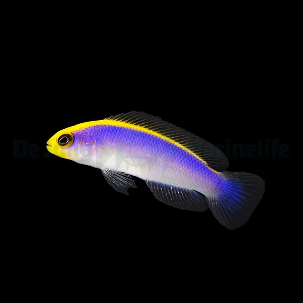 Pseudochromis flavivertex - T.B. | All sizes