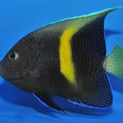 Pomacanthus maculosus - T.B. | M
