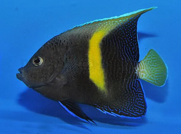Pomacanthus maculosus - T.B. | L