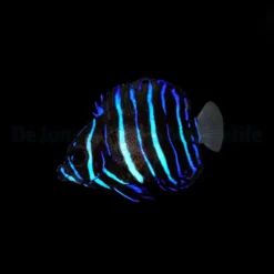 Pomacanthus navarchus - T.B. | S/M