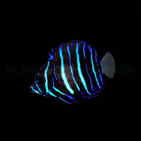 Pomacanthus navarchus - T.B. | M/L