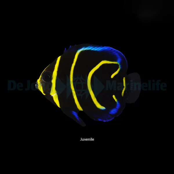 Pomacanthus zonipectus - T.B. | M/L
