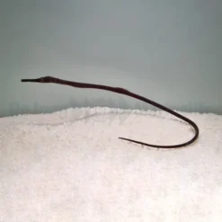 Trachyrhamphus longirostris | All sizes