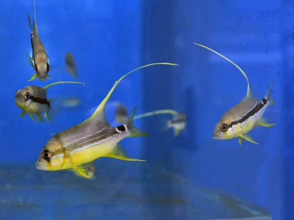 Symphorichthys spilurus - T.B. | S