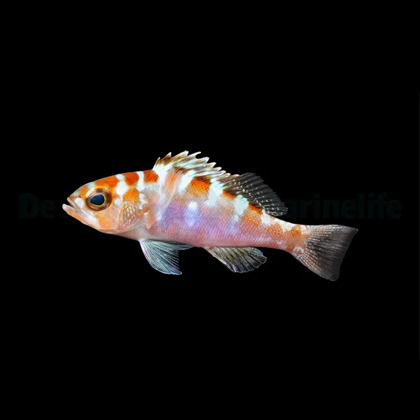 Serranus tortugarum - T.B. | All sizes