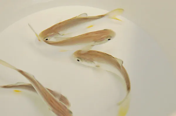 Trachinotus carolinus - T.B. | L