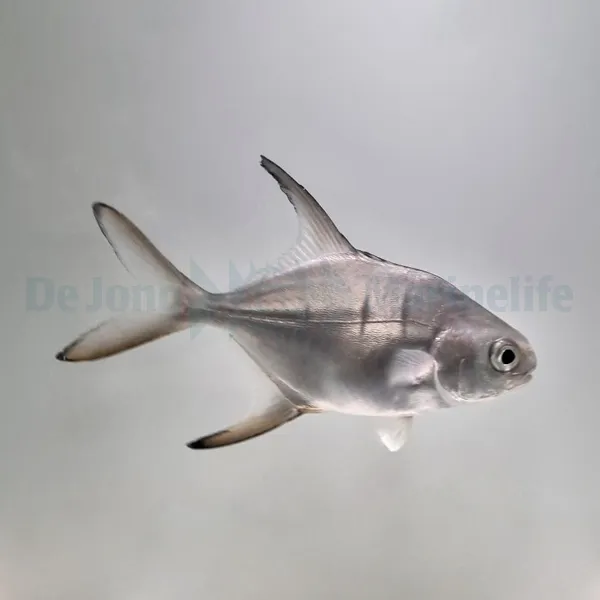 Trachinotus goodei - T.B. | M