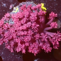 Pink — WYSIWYG