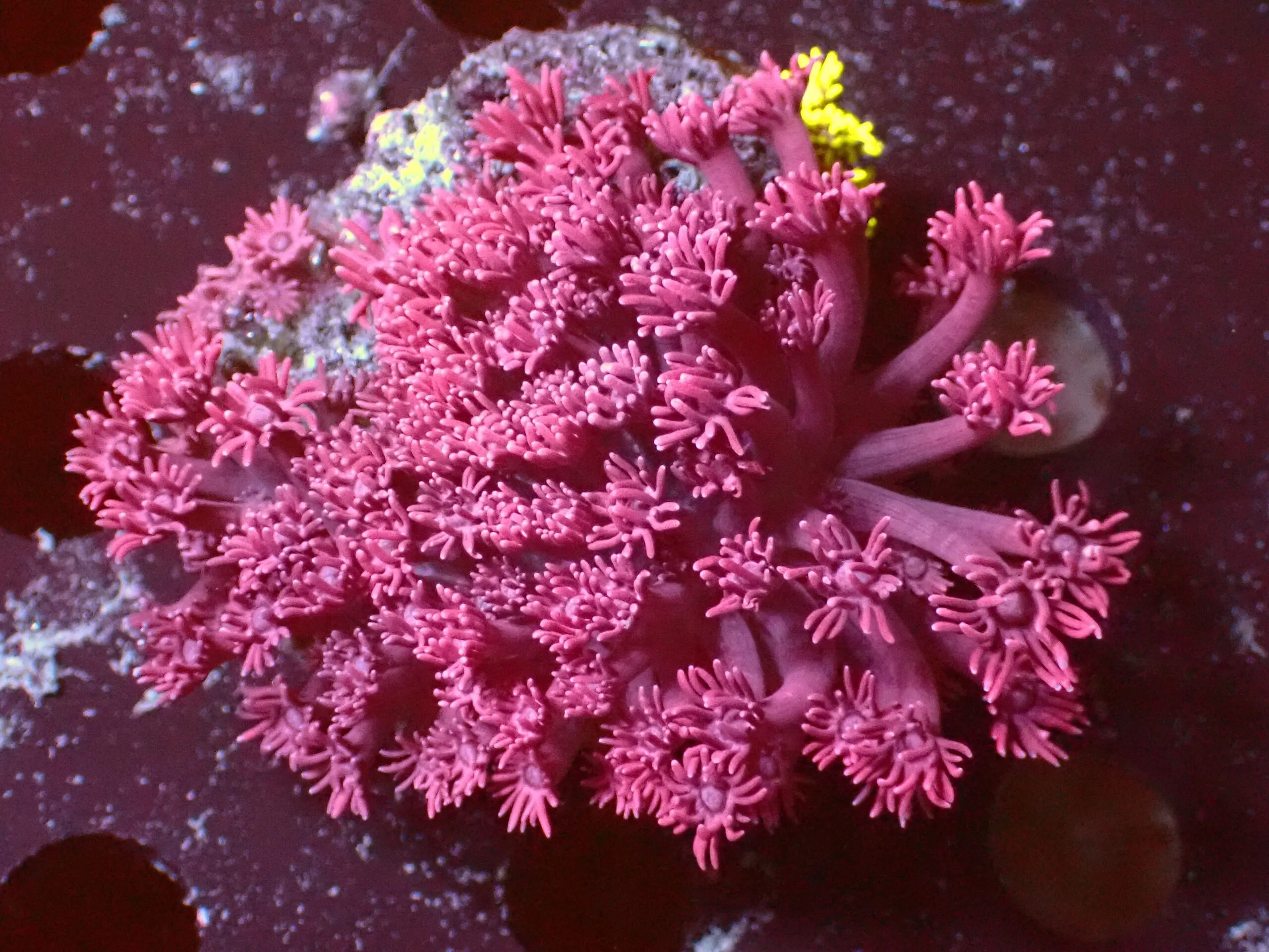 Pink — WYSIWYG