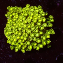 Toxic — WYSIWYG
