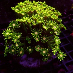 Ultra Alveopora — WYSIWYG