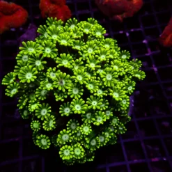 Ultra Alveopora — WYSIWYG