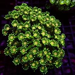 Ultra Alveopora — WYSIWYG