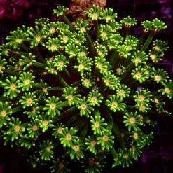 Ultra Alveopora — WYSIWYG