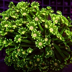 Ultra Alveopora — WYSIWYG