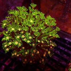 Ultra Alveopora — WYSIWYG