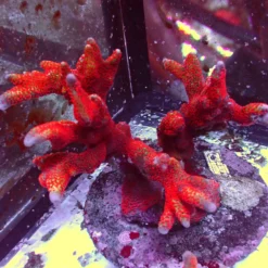 Ultra Digitata — WYSIWYG