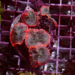 Red Rim — WYSIWYG