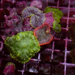 Rhodactis Mix — WYSIWYG