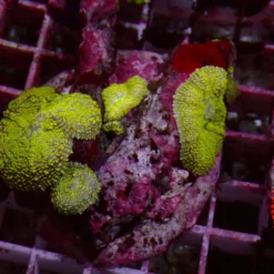 Toxic Rhodactis — WYSIWYG