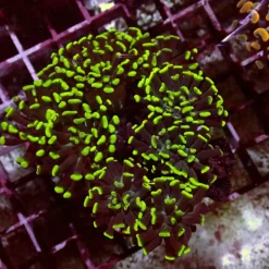 Toxic Paraancora — WYSIWYG