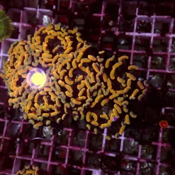 Gold Paraancora — WYSIWYG