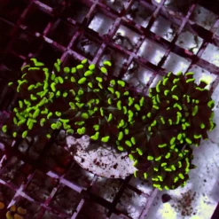 Toxic Paraancora — WYSIWYG