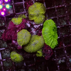 Toxic Rhodactis — WYSIWYG