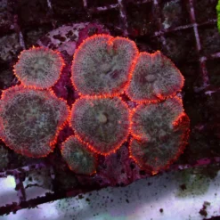 Red Rim — WYSIWYG