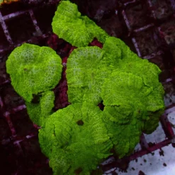 Toxic Rhodactis — WYSIWYG