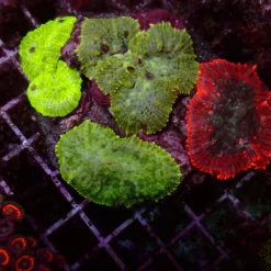 Rhodactis Mix — WYSIWYG